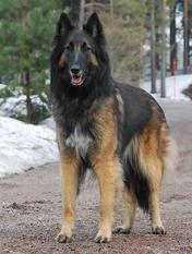 Mustantuiskun Kiarina