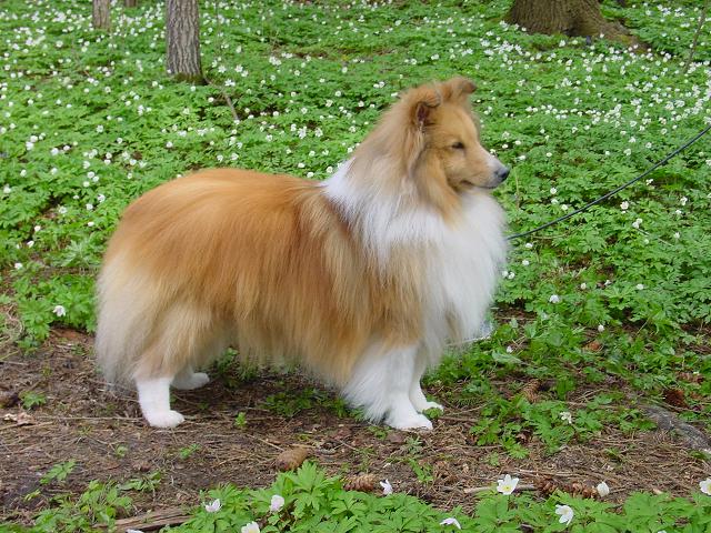 http://www.mainland.ch/Dogs/2008/DSC00448-Cody-copy.JPG