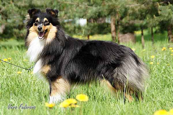 picture of dog