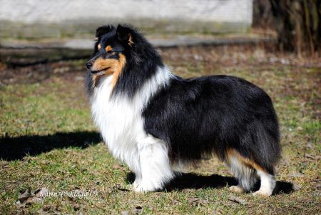 picture of dog
