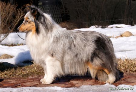picture of dog