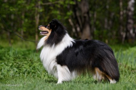 picture of dog