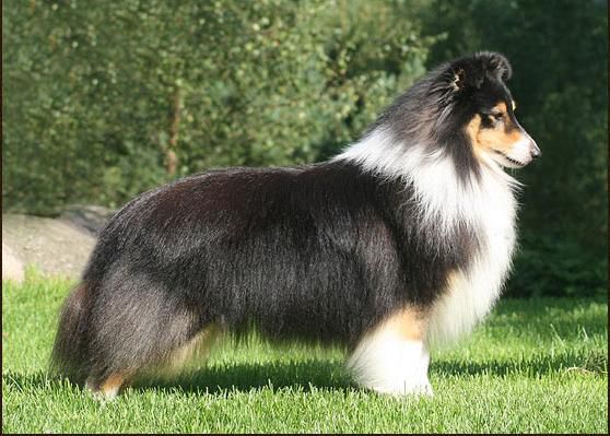 picture of dog