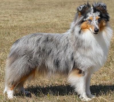 picture of dog